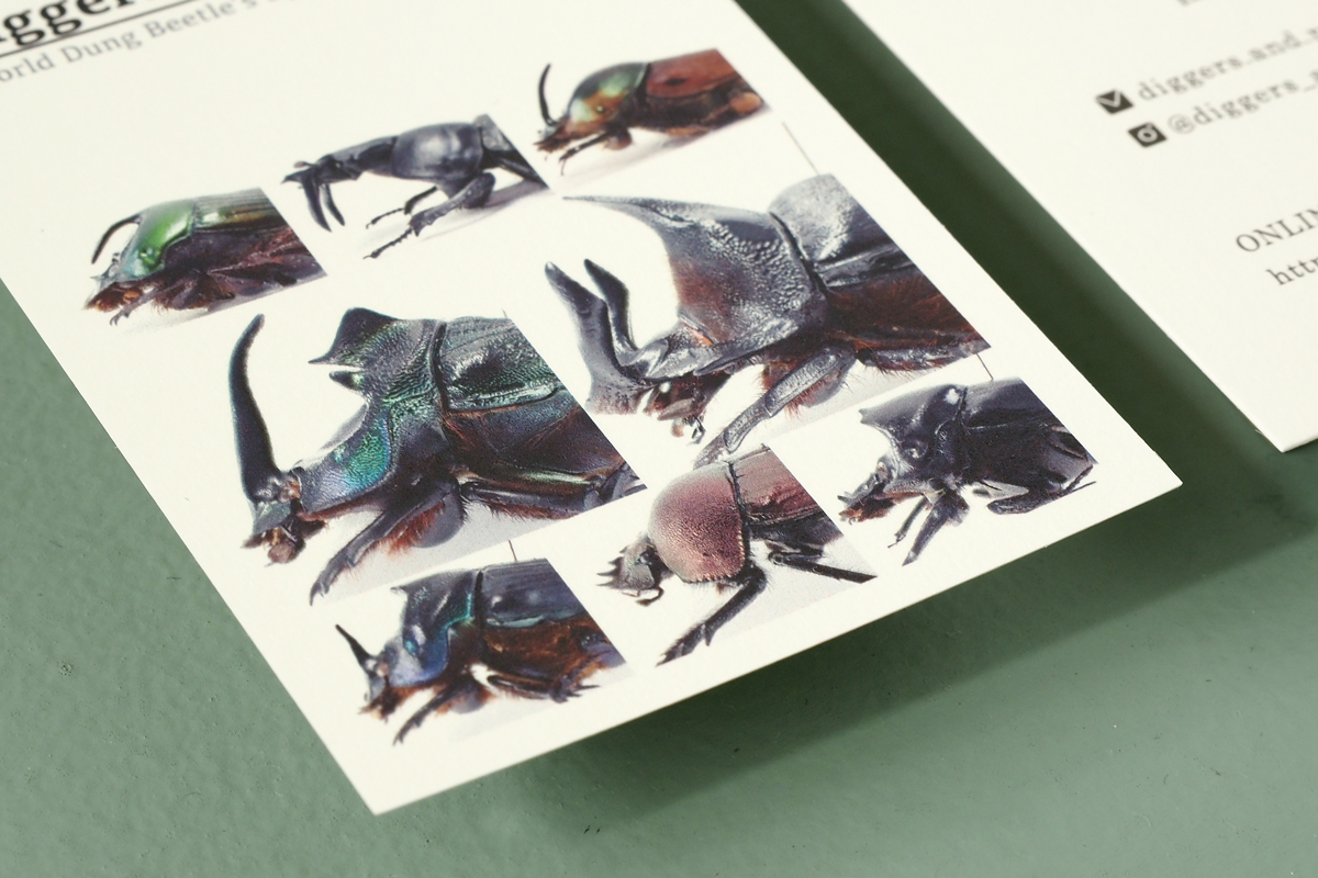 昆虫標本店のシンプルなショップカードデザイン